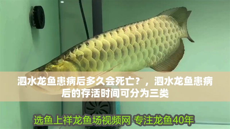 泗水龍魚患病后多久會死亡？，泗水龍魚患病后的存活時間可分為三類