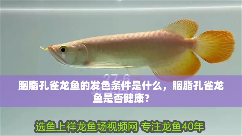 胭脂孔雀龍魚的發色條件是什么，胭脂孔雀龍魚是否健康？