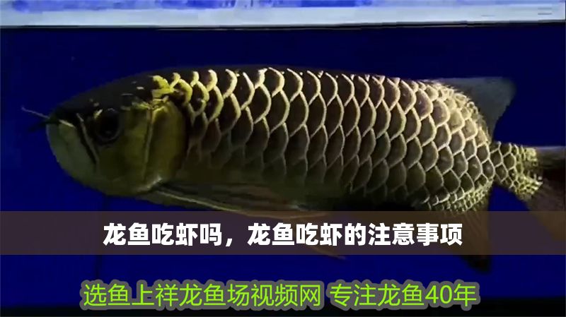 龍魚吃蝦嗎，龍魚吃蝦的注意事項
