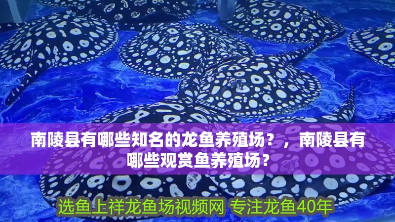 南陵縣有哪些知名的龍魚養(yǎng)殖場？，南陵縣有哪些觀賞魚養(yǎng)殖場？