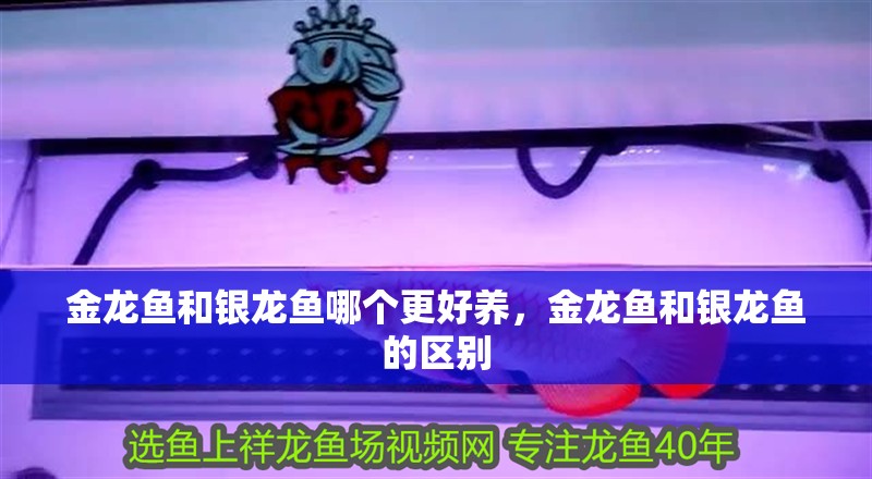 金龍魚和銀龍魚哪個更好養，金龍魚和銀龍魚的區別 金龍魚和銀龍魚哪個更好養，金龍魚和銀龍魚的區別 龍魚百科