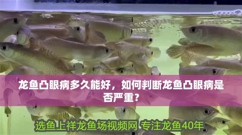 龍魚凸眼病多久能好，如何判斷龍魚凸眼病是否嚴重？