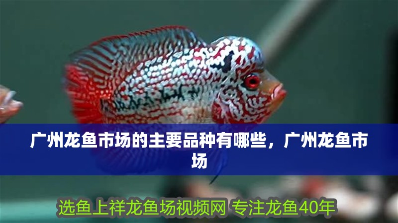 廣州龍魚市場的主要品種有哪些，廣州龍魚市場