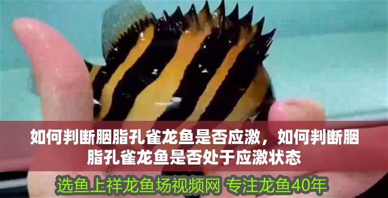 如何判斷胭脂孔雀龍魚是否應激，如何判斷胭脂孔雀龍魚是否處于應激狀態(tài)