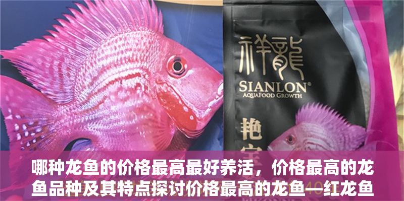 哪種龍魚的價格最高最好養活，價格最高的龍魚品種及其特點探討價格最高的龍魚—紅龍魚