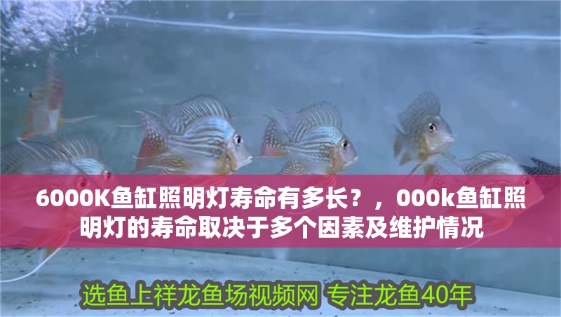 6000K魚缸照明燈壽命有多長？，000k魚缸照明燈的壽命取決于多個因素及維護情況