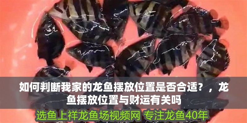 如何判斷我家的龍魚擺放位置是否合適？，龍魚擺放位置與財運有關嗎 如何判斷我家的龍魚擺放位置是否合適？，龍魚擺放位置與財運有關嗎 龍魚百科