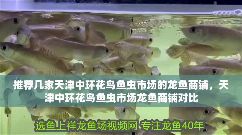 推薦幾家天津中環花鳥魚蟲市場的龍魚商鋪，天津中環花鳥魚蟲市場龍魚商鋪對比