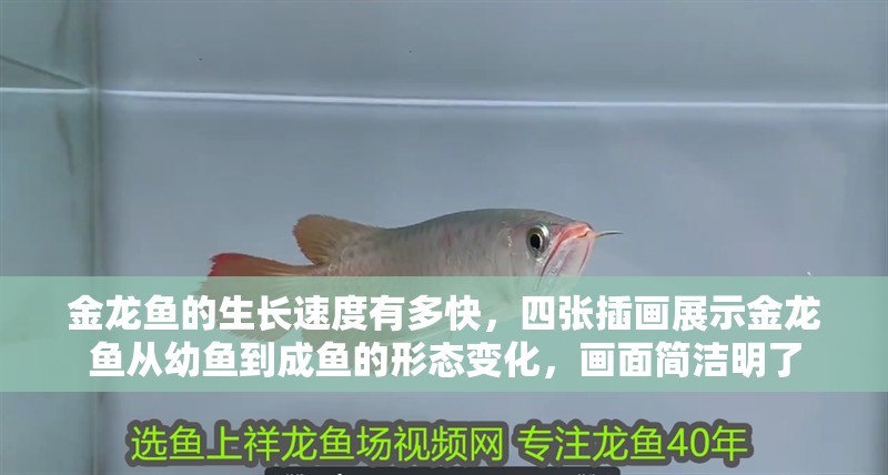 金龍魚的生長速度有多快，四張插畫展示金龍魚從幼魚到成魚的形態(tài)變化，畫面簡潔明了