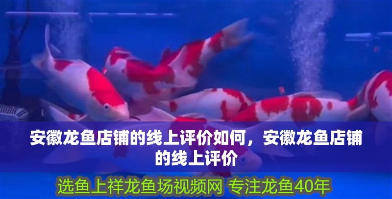 安徽龍魚店鋪的線上評價如何，安徽龍魚店鋪的線上評價