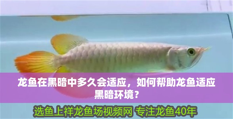 龍魚在黑暗中多久會適應(yīng)，如何幫助龍魚適應(yīng)黑暗環(huán)境？