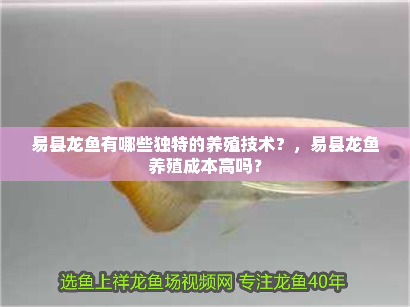 易縣龍魚有哪些獨特的養(yǎng)殖技術(shù)？，易縣龍魚養(yǎng)殖成本高嗎？