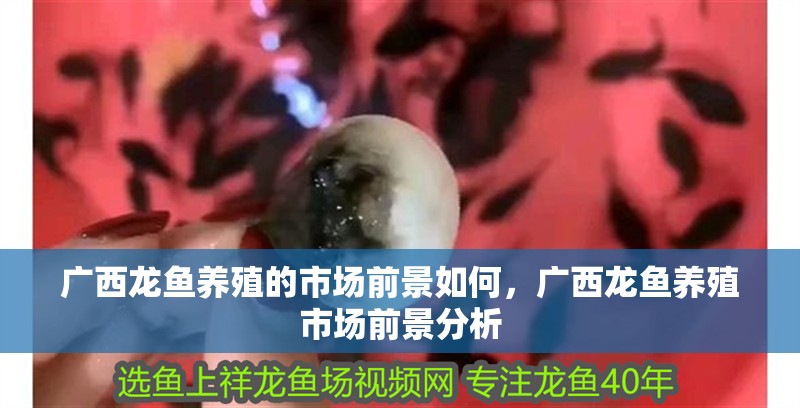 廣西龍魚養殖的市場前景如何，廣西龍魚養殖市場前景分析 廣西龍魚養殖的市場前景如何，廣西龍魚養殖市場前景分析 龍魚百科