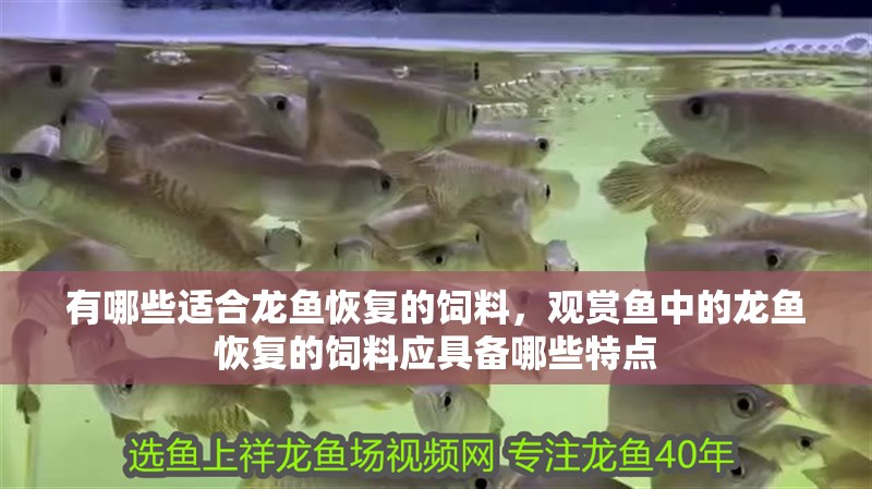 有哪些適合龍魚恢復的飼料，觀賞魚中的龍魚恢復的飼料應具備哪些特點 有哪些適合龍魚恢復的飼料，觀賞魚中的龍魚恢復的飼料應具備哪些特點 龍魚百科