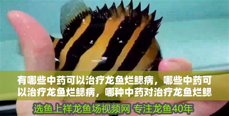 有哪些中藥可以治療龍魚爛鰓病，哪些中藥可以治療龍魚爛鰓病，哪種中藥對治療龍魚爛鰓病最有效