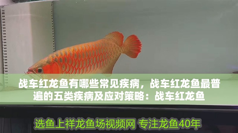戰(zhàn)車紅龍魚有哪些常見疾病，戰(zhàn)車紅龍魚最普遍的五類疾病及應(yīng)對(duì)策略：戰(zhàn)車紅龍魚