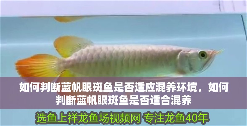 如何判斷藍帆眼斑魚是否適應混養環境，如何判斷藍帆眼斑魚是否適合混養