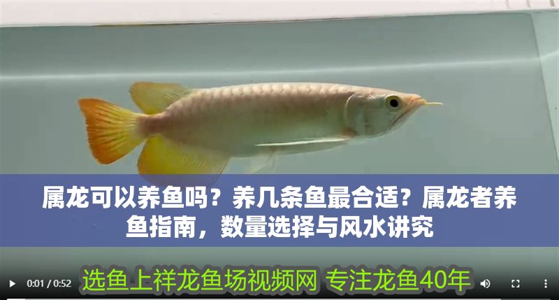 屬龍可以養魚嗎？養幾條魚最合適？屬龍者養魚指南，數量選擇與風水講究 屬龍可以養魚嗎？養幾條魚最合適？屬龍者養魚指南，數量選擇與風水講究 龍魚百科 第1張