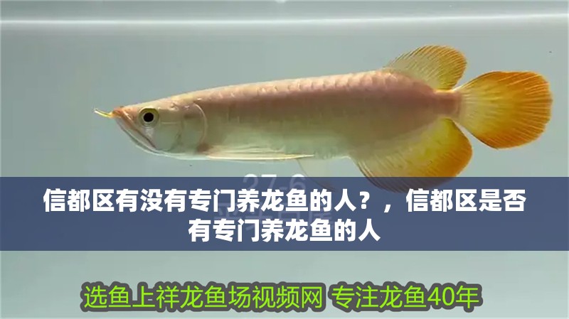 信都區(qū)有沒有專門養(yǎng)龍魚的人？，信都區(qū)是否有專門養(yǎng)龍魚的人