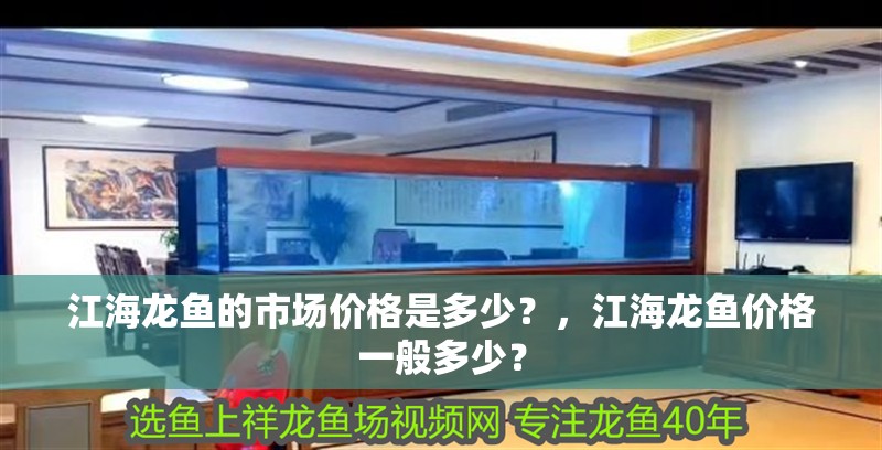 江海龍魚的市場價格是多少？，江海龍魚價格一般多少？