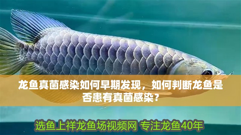 龍魚真菌感染如何早期發(fā)現(xiàn)，如何判斷龍魚是否患有真菌感染？