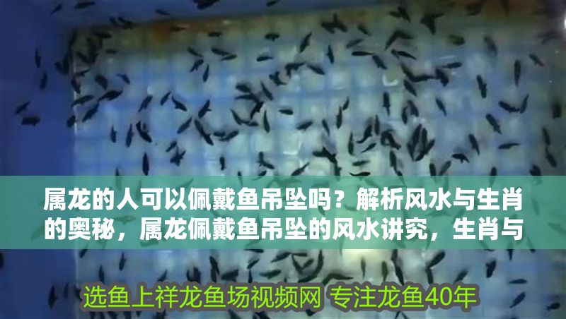 屬龍的人可以佩戴魚吊墜嗎？解析風水與生肖的奧秘，屬龍佩戴魚吊墜的風水講究，生肖與飾品的奧秘解析 屬龍的人可以佩戴魚吊墜嗎？解析風水與生肖的奧秘，屬龍佩戴魚吊墜的風水講究，生肖與飾品的奧秘解析 龍魚百科 第1張