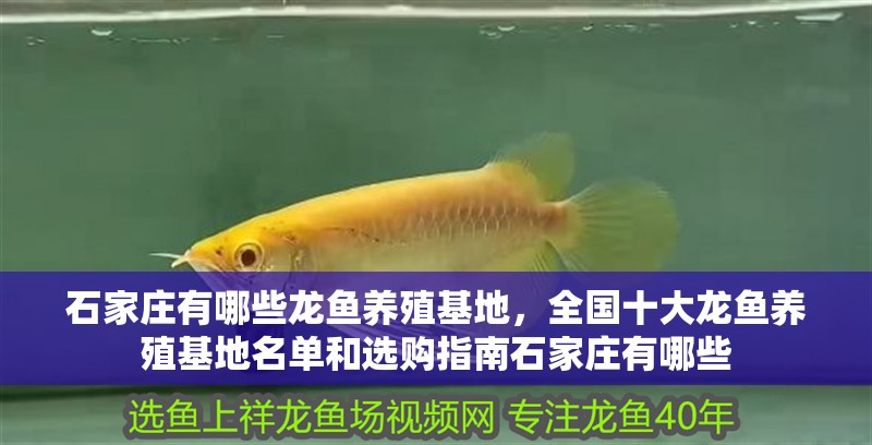 石家莊有哪些龍魚養殖基地，全國十大龍魚養殖基地名單和選購指南石家莊有哪些