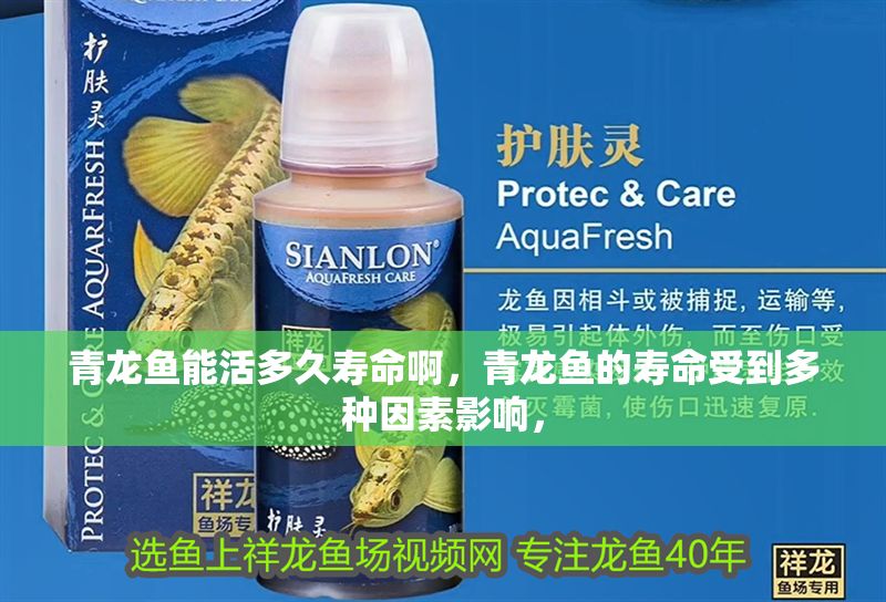 青龍魚能活多久壽命啊，青龍魚的壽命受到多種因素影響，