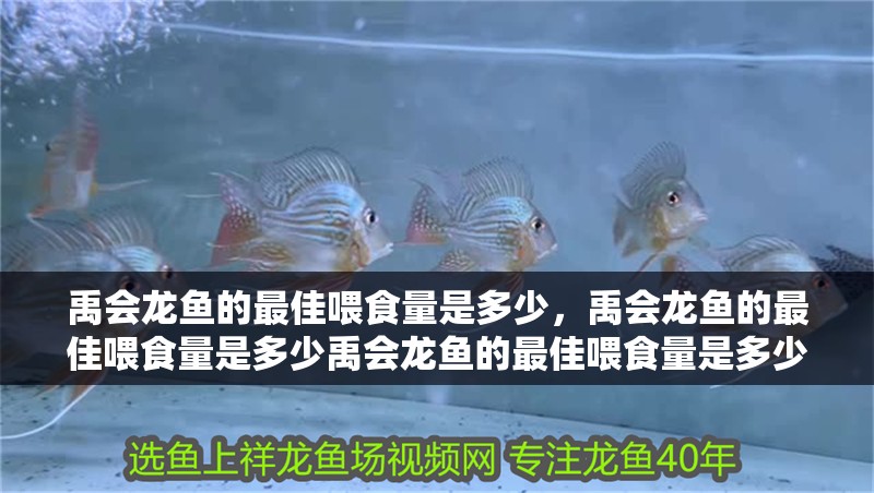 魚缸用增氧泵價格是多少:魚缸增氧機-xtrac增氧機-xtrac增氧機 禹會龍魚的最佳喂食量是多少,禹會龍魚的最佳喂食量是多少禹會龍魚的最佳喂食量是多少 龍魚百科 禹會龍魚的最佳喂食量是多少,禹會龍魚的最佳喂食量是多少禹會龍魚的最佳喂食量是多少 禹會龍魚的最佳喂食量是多少,禹會龍魚的最佳喂食量是多少禹會龍魚的最佳喂食量是多少 龍魚百科