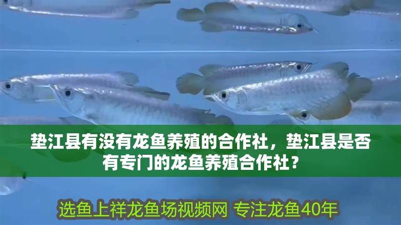 墊江縣有沒有龍魚養殖的合作社，墊江縣是否有專門的龍魚養殖合作社？