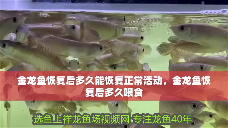 金龍魚恢復后多久能恢復正常活動，金龍魚恢復后多久喂食