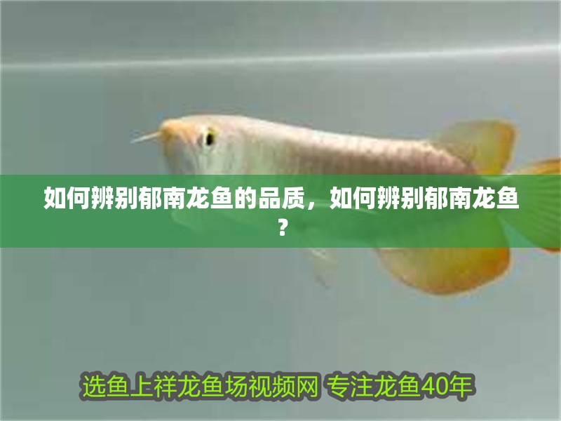 如何辨別郁南龍魚的品質(zhì)，如何辨別郁南龍魚？