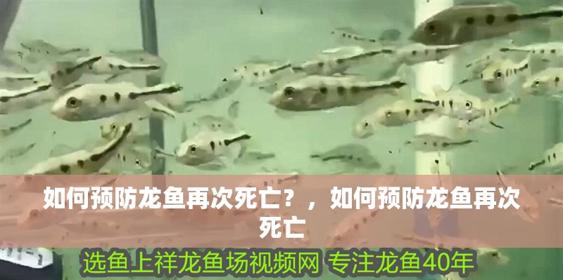 如何預防龍魚再次死亡？，如何預防龍魚再次死亡