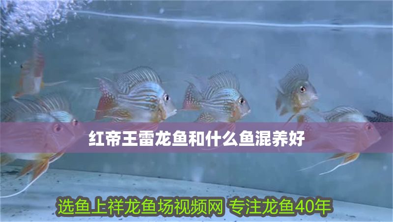 紅帝王雷龍魚和什么魚混養好 紅帝王雷龍魚和什么魚混養好 龍魚百科 第1張