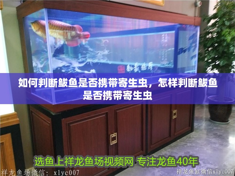 如何判斷鲅魚(yú)是否攜帶寄生蟲(chóng)，怎樣判斷鲅魚(yú)是否攜帶寄生蟲(chóng) 如何判斷鲅魚(yú)是否攜帶寄生蟲(chóng)，怎樣判斷鲅魚(yú)是否攜帶寄生蟲(chóng) 龍魚(yú)百科