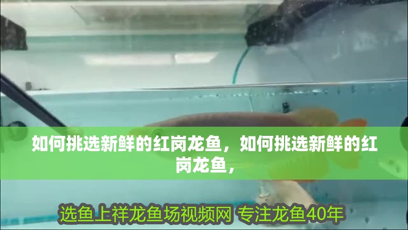 如何挑選新鮮的紅崗龍魚，如何挑選新鮮的紅崗龍魚， 如何挑選新鮮的紅崗龍魚，如何挑選新鮮的紅崗龍魚， 龍魚百科