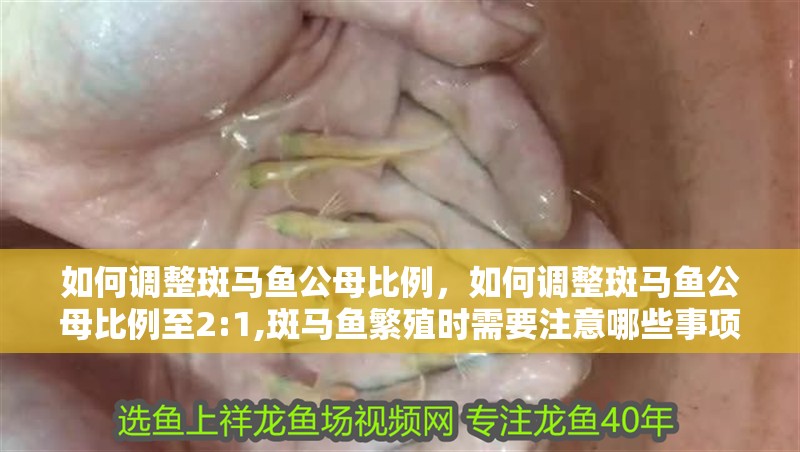如何調整斑馬魚公母比例，如何調整斑馬魚公母比例至2:1,斑馬魚繁殖時需要注意哪些事項