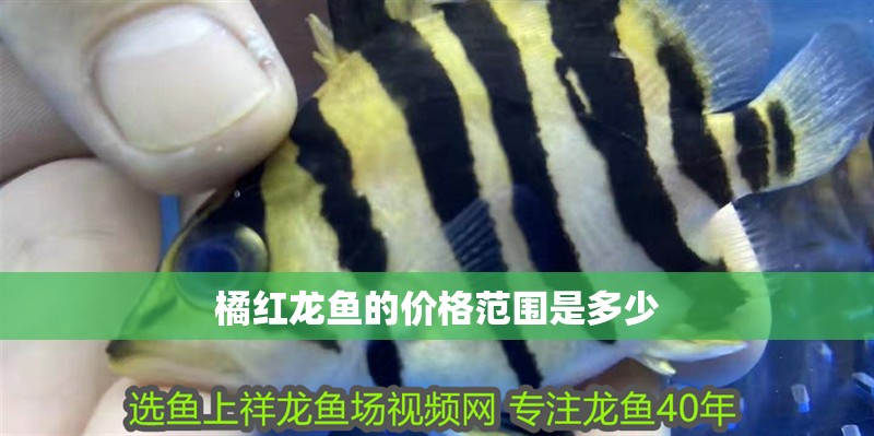 魚缸用增氧泵價格是多少:魚缸增氧機(jī)-xtrac增氧機(jī)-xtrac增氧機(jī) 橘紅龍魚的價格范圍是多少 龍魚百科 橘紅龍魚的價格范圍是多少 橘紅龍魚的價格范圍是多少 龍魚百科