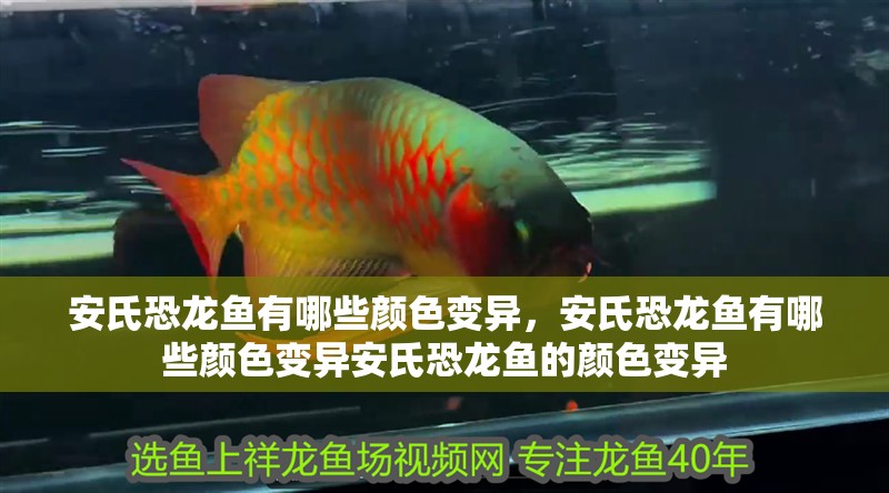 安氏恐龍魚有哪些顏色變異，安氏恐龍魚有哪些顏色變異安氏恐龍魚的顏色變異 安氏恐龍魚有哪些顏色變異，安氏恐龍魚有哪些顏色變異安氏恐龍魚的顏色變異 龍魚百科
