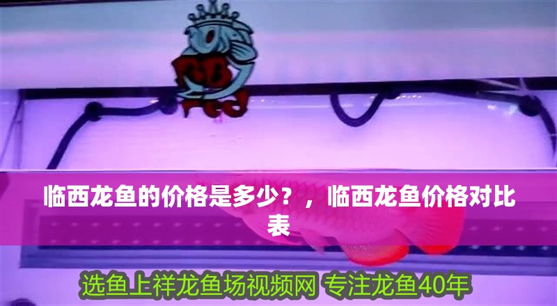 臨西龍魚的價格是多少？，臨西龍魚價格對比表 臨西龍魚的價格是多少？，臨西龍魚價格對比表 龍魚百科