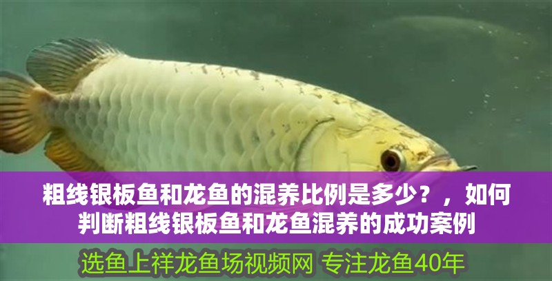 粗線銀板魚和龍魚的混養比例是多少？，如何判斷粗線銀板魚和龍魚混養的成功案例
