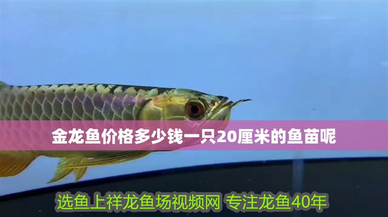 金龍魚價格多少錢一只20厘米的魚苗呢
