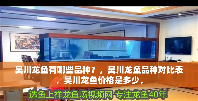 吳川龍魚有哪些品種？，吳川龍魚品種對比表，吳川龍魚價格是多少，