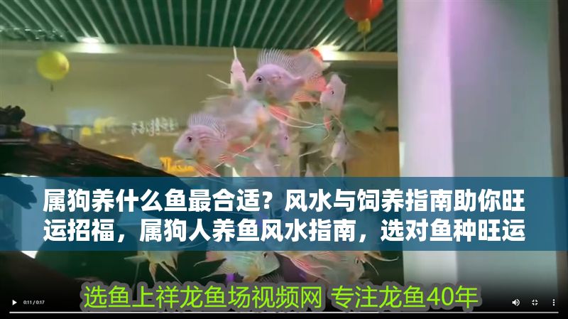 屬狗養什么魚最合適？風水與飼養指南助你旺運招福，屬狗人養魚風水指南，選對魚種旺運招福