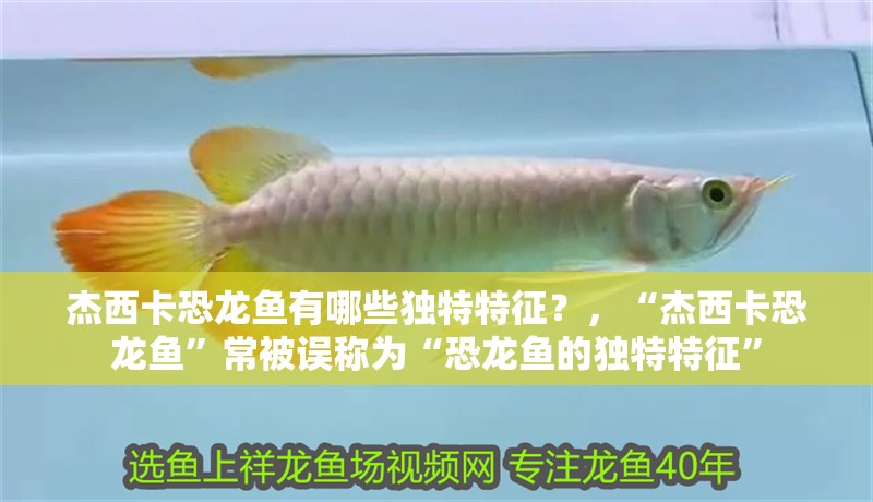 杰西卡恐龍魚有哪些獨特特征？，“杰西卡恐龍魚”常被誤稱為“恐龍魚的獨特特征”