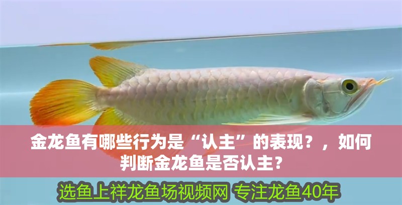 金龍魚有哪些行為是“認主”的表現？，如何判斷金龍魚是否認主？ 金龍魚有哪些行為是“認主”的表現？，如何判斷金龍魚是否認主？ 龍魚百科