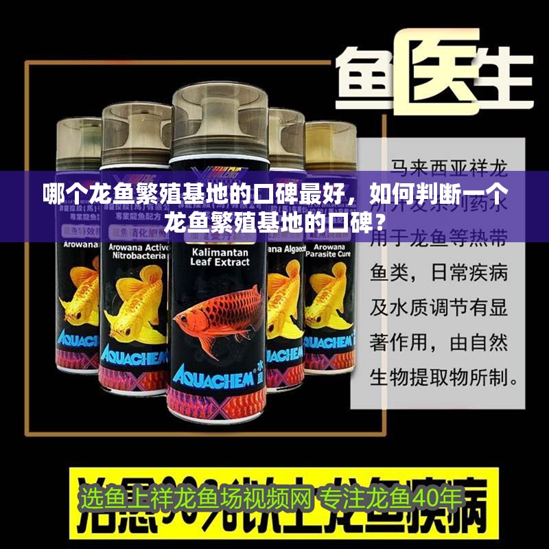 哪個龍魚繁殖基地的口碑最好，如何判斷一個龍魚繁殖基地的口碑？ 哪個龍魚繁殖基地的口碑最好，如何判斷一個龍魚繁殖基地的口碑？ 龍魚百科