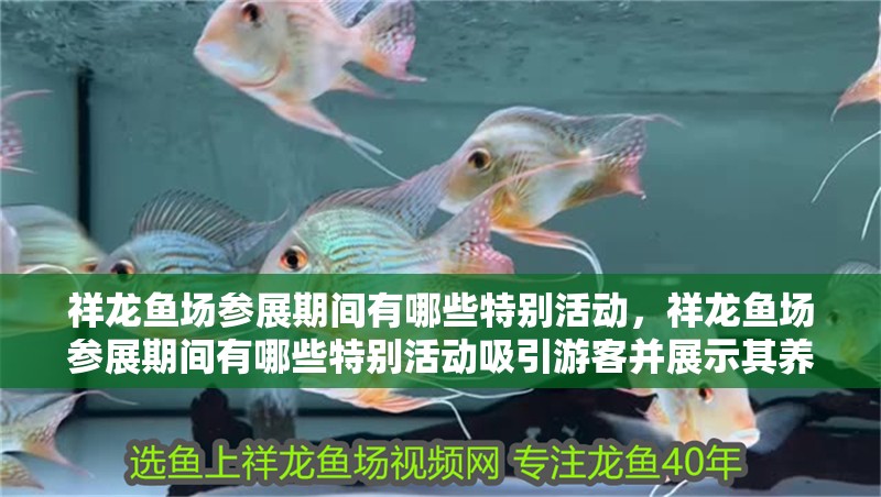 祥龍魚場參展期間有哪些特別活動，祥龍魚場參展期間有哪些特別活動吸引游客并展示其養(yǎng)殖珍稀魚類 祥龍魚場參展期間有哪些特別活動，祥龍魚場參展期間有哪些特別活動吸引游客并展示其養(yǎng)殖珍稀魚類 龍魚百科