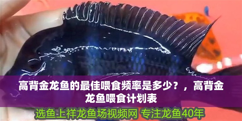高背金龍魚的最佳喂食頻率是多少？，高背金龍魚喂食計(jì)劃表
