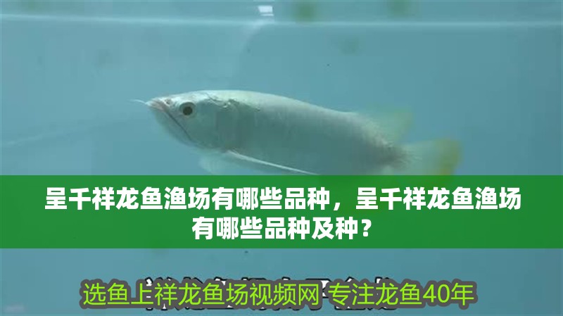 呈千祥龍魚漁場有哪些品種，呈千祥龍魚漁場有哪些品種及種？ 呈千祥龍魚漁場有哪些品種，呈千祥龍魚漁場有哪些品種及種？ 龍魚百科